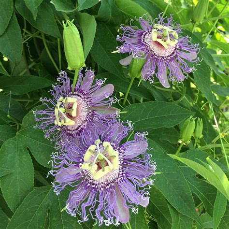 Passiflora incarnata | Harford County Maryland Plant Nursery