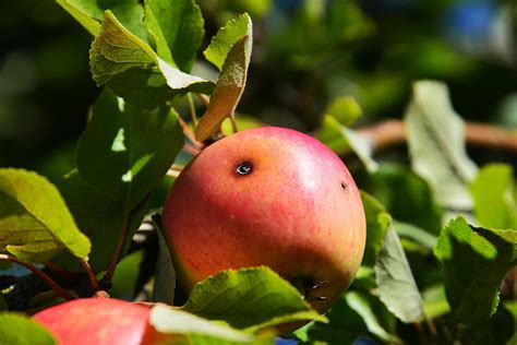 Äpple Defekta Röd Gratis foto på Pixabay Pixabay