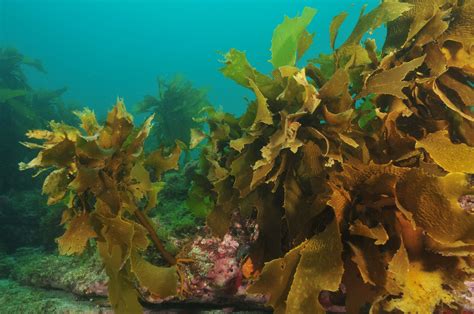 Carbono Azul El Rol Del Océano En La Lucha Contra El Cambio Climático