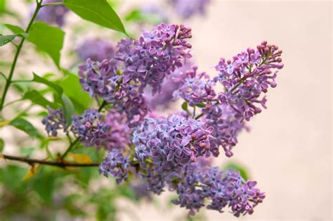 Descubre Los Secretos Para Cultivar El Lilo N Syringa Vulgaris