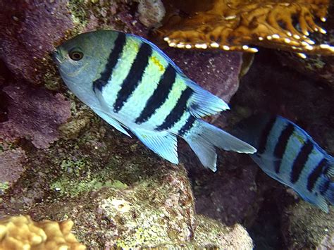 Yolanda Reef and Wreck , Red Sea – The wanders