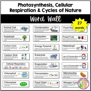 Photosynthesis Cellular Respiration Cycles Of Nature Word Wall