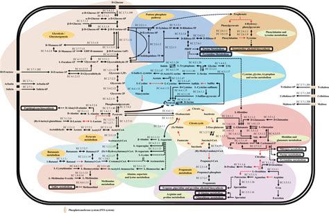 Metabolic Pathway Map Based On Kegg Database The Black Arrows In The