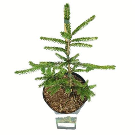 Picea orientalis 'Aureospicata' — Plant Wholesale FlorAccess