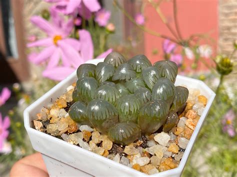 Copy Of Haworthia Cooperi ‘ice Lanternrooted With Pot 潘氏冰灯 已服盆