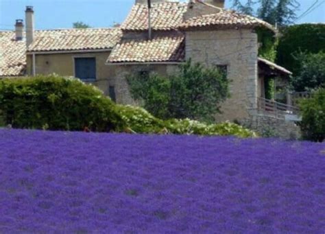 100 Lavandula Angustifolia Seeds Lavender English Lavender Etsy