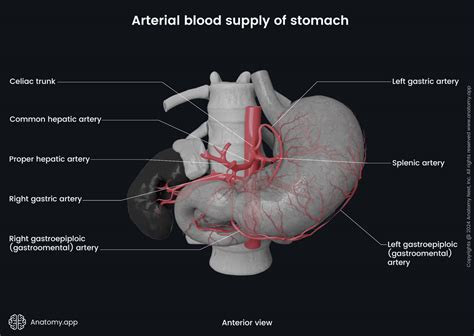 Arterial Blood Supply Of Stomach Media Library Anatomy App Learn