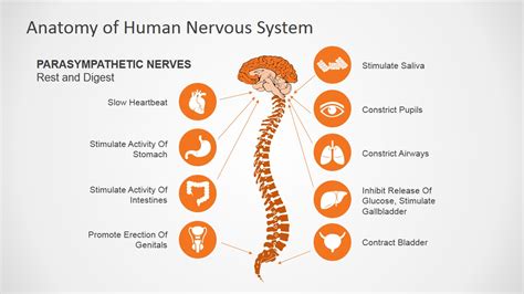 Nervous System Background Powerpoint