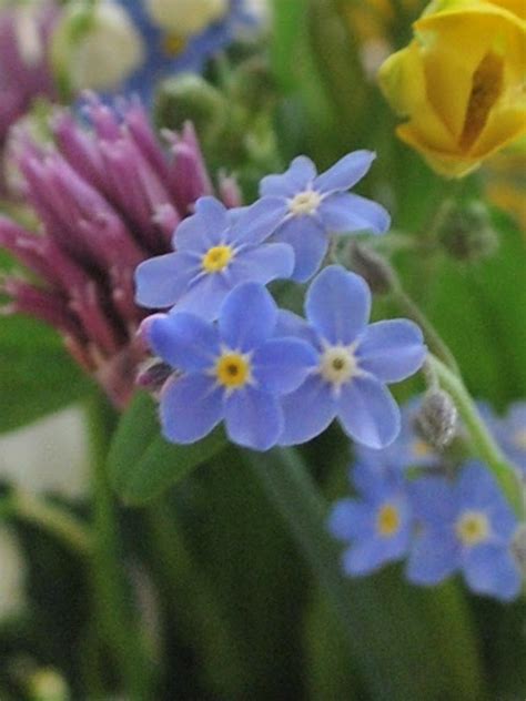 Drømmehagen: Markblomster