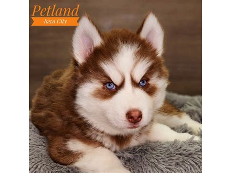 Red Siberian Husky Puppies