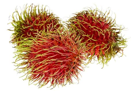 Rambutan Exotic Fruit Stock Photo Image Of Tree Flora 7246518