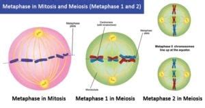 Metaphase in Mitosis and Meiosis (Metaphase 1 and 2)