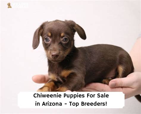 Chiweenie Puppies in Arizona: Top 4 Breeders! (2024) - We Love Doodles