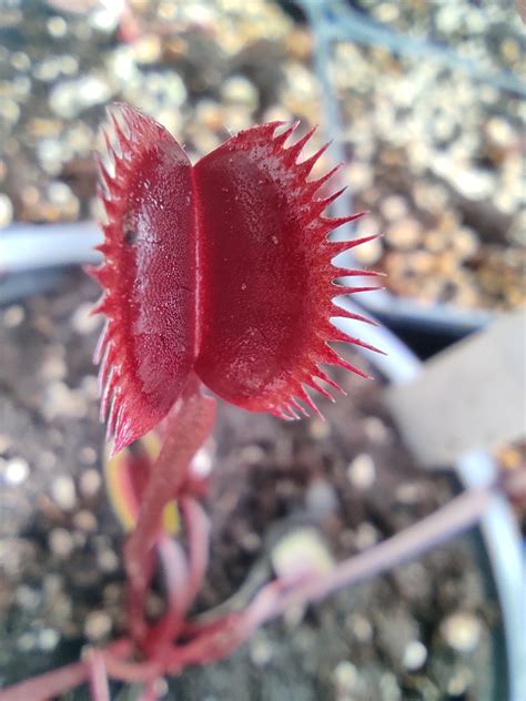 Dionaea Muscipula Boutique De Plantes Carnivores Eden Carnivore