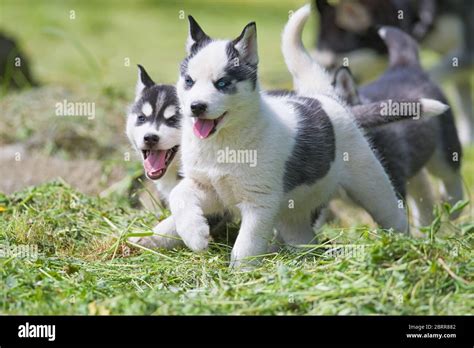 cute siberian husky puppy on grass Stock Photo - Alamy