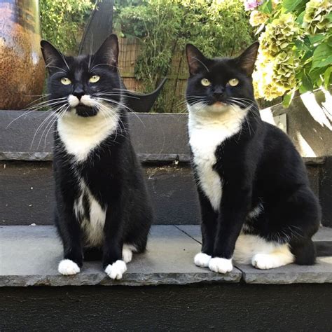 A Tribute To Tuxedo Cats On The 125th Anniversary Of The American