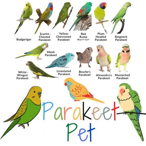 Best Parakeet Names For Your Feathered Friend