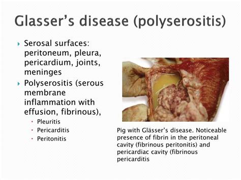 PPT - Swine diseases PowerPoint Presentation - ID:4741995