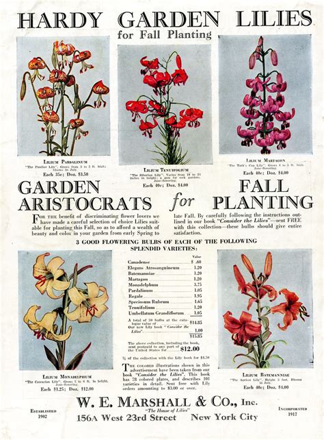 AD Lilies Nature Magazine Oct 1928 Rossano Aka Bud Care Flickr