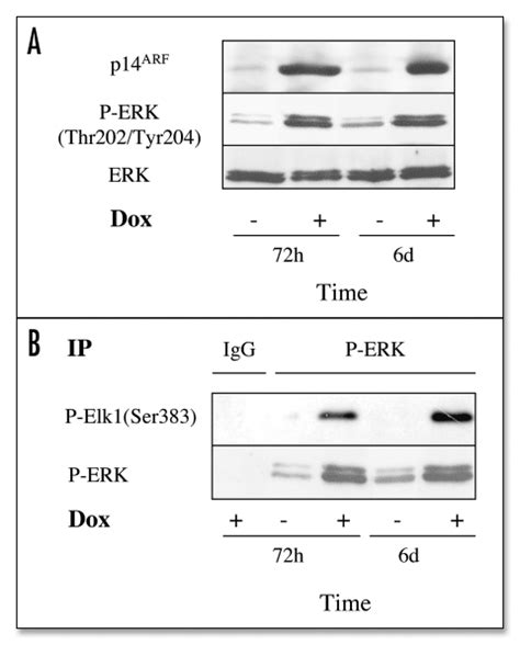 P14 ARF Activates The MAP Kinases ERK1 2 H358 P14 ARF Inducible Clones