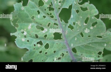 Green Leaf With Holes Eaten By Insects Stock Videos Footage HD And