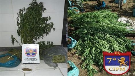 Cipm Erradica Mais De Mil P S De Maconha Na Zona Rural De Santa