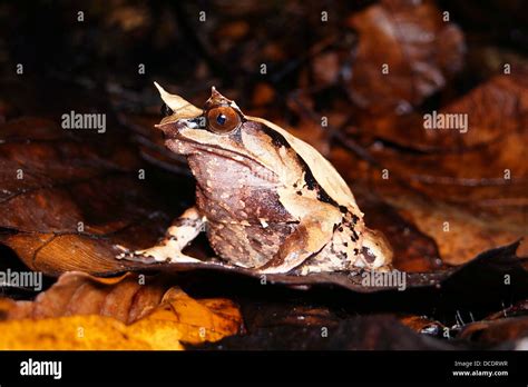 Mount Kinabalu Sabah Stock Photo - Alamy