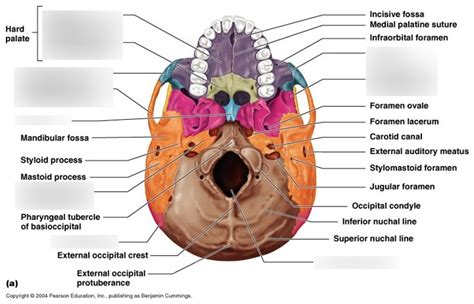 Ventral Skull Diagram Quizlet