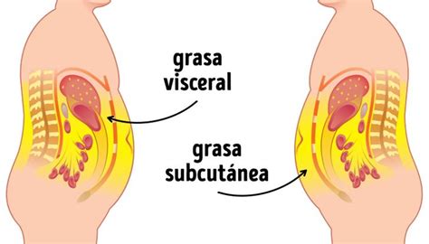 Cu Nta Grasa Debe Haber En Un Organismo Sano Genial