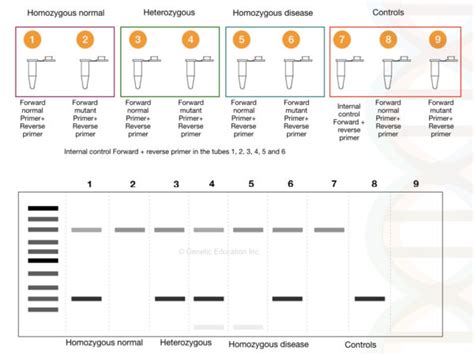 ARMS or Allele-Specific PCR- Principle, Procedure, Protocol ...