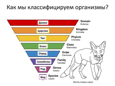 Место человека в системе органического мира - презентация онлайн