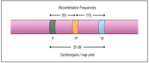 Recombination Frequency