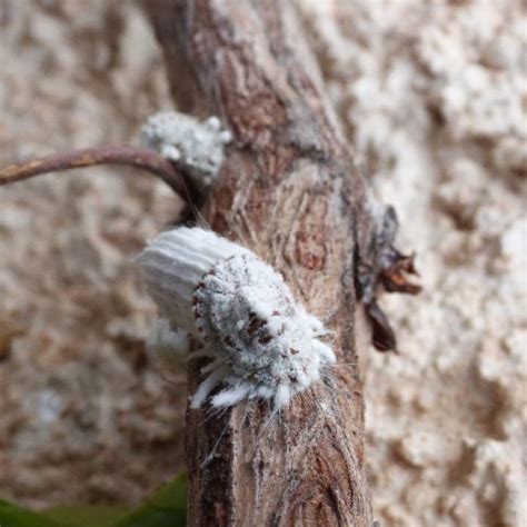 Come Eliminare Le Cocciniglie Dalle Piante Ornamentali