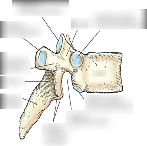 Lateral Aspect Of Thoracic Vertebra Diagram Quizlet