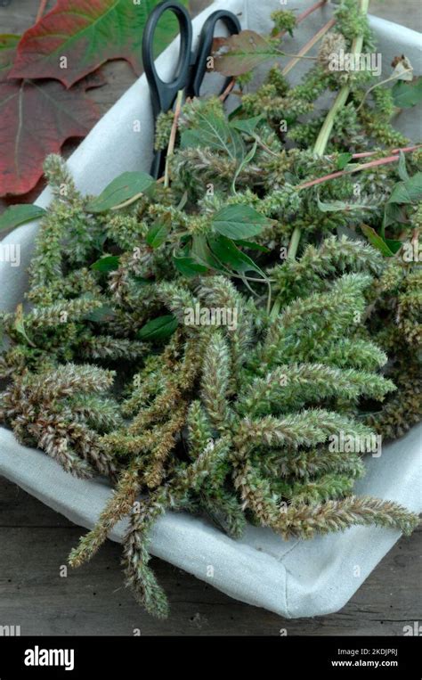 Ears of Wild Redroot Amaranth (Amaranthus retroflexus) harvesting of ...