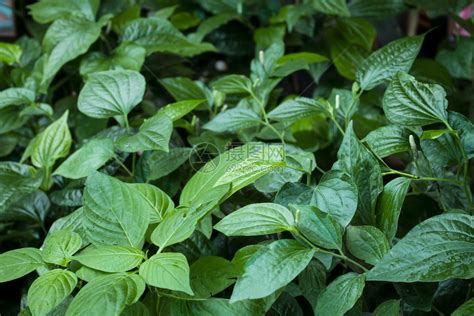 绿色草本植物高清图片下载 正版图片307580025 摄图网