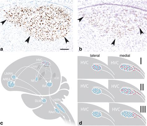 Distribution Of Androgen Receptors Ar And Estrogen Receptors Er In