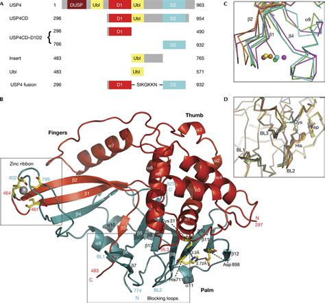 The Catalytic Domain Of Usp D D A Domain Architecture Of Usp And