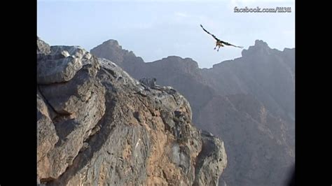 الصقور والنسور في جبال الرستاق Falcons and vultures in the mountains of Rustaq - YouTube