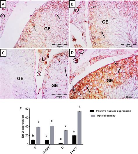 Representative Photomicrographs Of Rat Testicular Sections