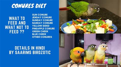 Conures Diet || Diet For Conures || Conures Food || Details In Hindi By ...