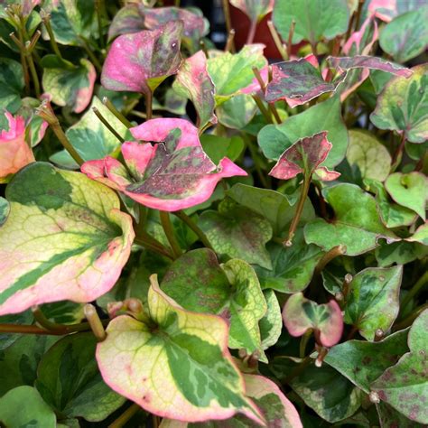 Houttuynia Cordata Chameleon Les Jardins Gourmands Inc