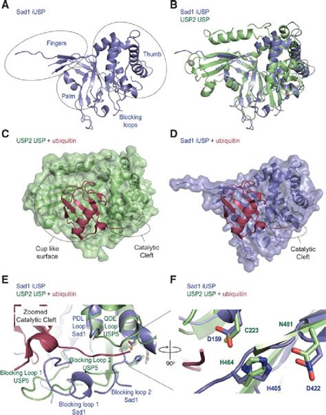 The IUSP Domain Of Sad1 Aligns Well With Known USP Structures A The