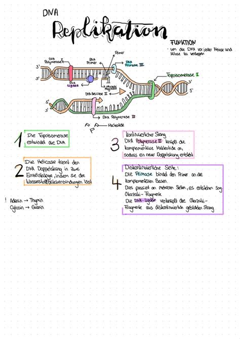 DNA Replikation Biologie Genetik Karteikarten Lernen Visuelles