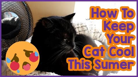 How To Keep A Cat Cool In A Hot Apartment Cat Lovster