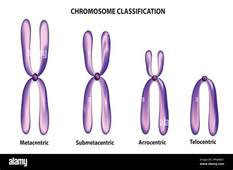 Klassifikation Von Chromosomen Fotos Und Bildmaterial In Hoher