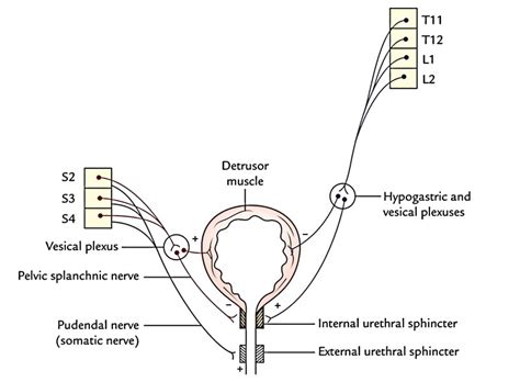 Urinary Bladder Earths Lab