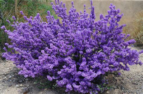 Purple Sage Bush | Landscaping shrubs, Sage plant, Purple perennials