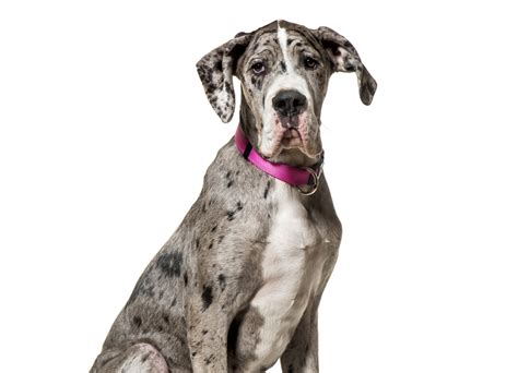 Great Dane Puppy Months Old In Front Of Blue Background Stock Photo