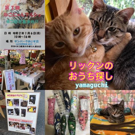 猫イベント♪1 6 月 ☆第3回ねこにゃんマルシェin山口☆～出店者紹介『リックンのおうち探し』さん（譲渡ボランティア）～ ｜ 山口市平井にある整体「aqua」